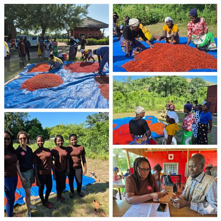 Winner small image - mbora